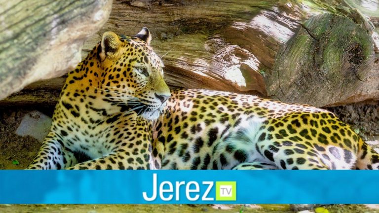 Jerez TV guepardo leopardo zoo jerez zoobotanico