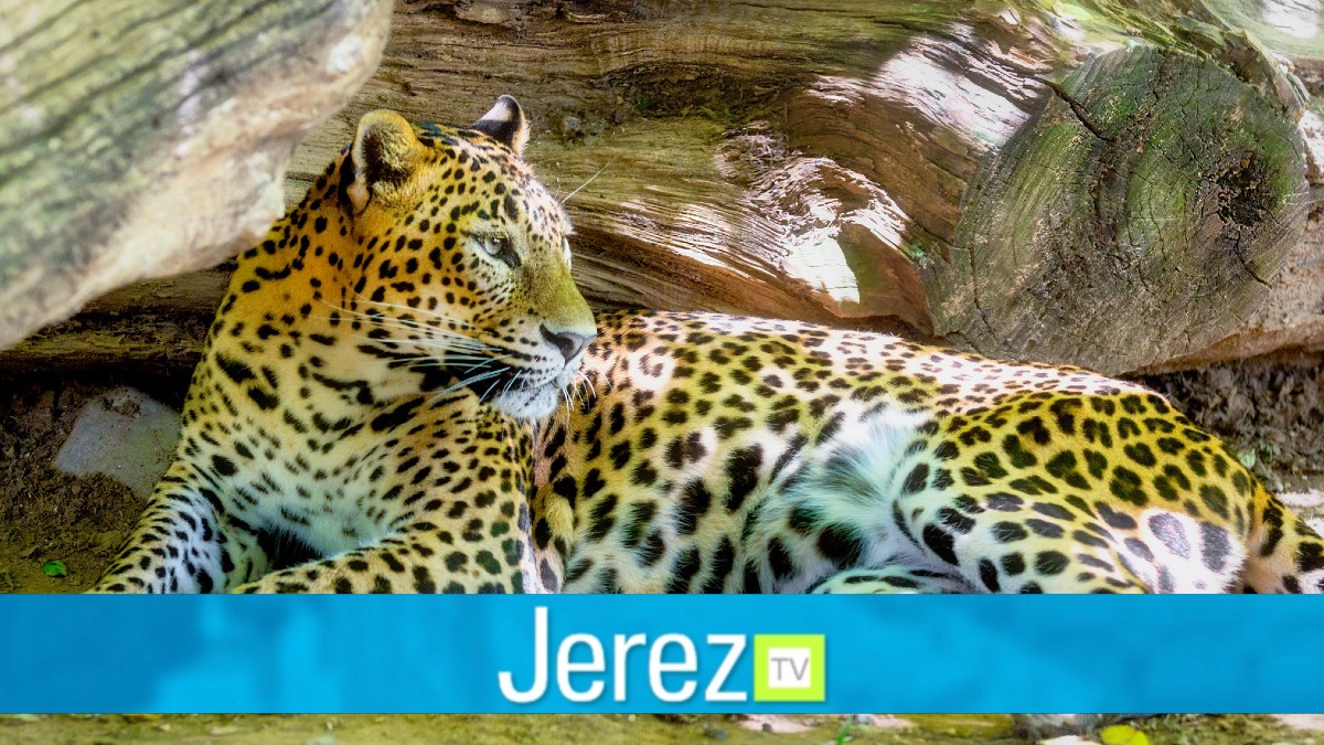 Jerez TV guepardo leopardo zoo jerez zoobotanico