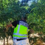 Jerez TV plantacion de marihuana