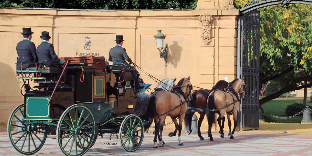 Jerez TV real escuela coche caballos