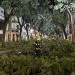 Jerez TV temporal porvera arbol caido