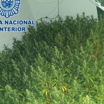 Jerez TV marihuana