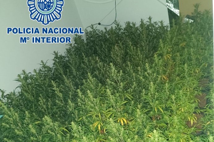 Jerez TV marihuana