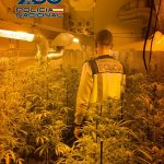 2024-01-24 JEREZ Siete plantaciones desarticuladas (1)