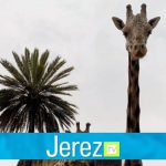 Jerez TV jirafa jerez