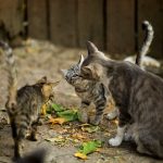 jereztv pexels-photo-1416787