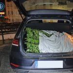 Jerez TV Asalto plantacion Jerez