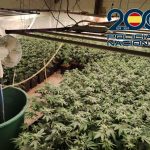 2024-07-30 JEREZ LEBRIJA. Cae banda espacializada en marihuana entre Jerez y Lebrija (2)