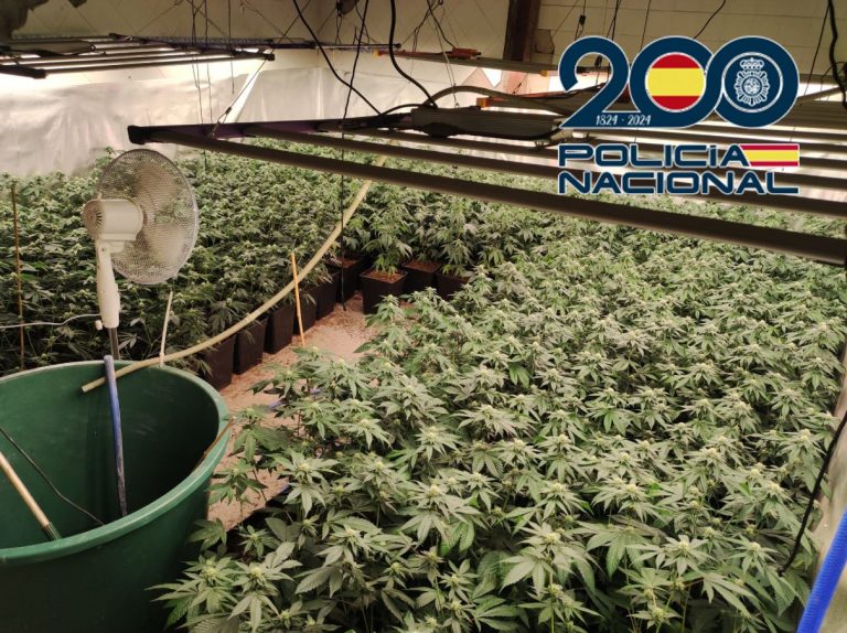2024-07-30 JEREZ LEBRIJA. Cae banda espacializada en marihuana entre Jerez y Lebrija (2)