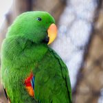 Jerez TV Zoobotanico Jerez Zoo-Loro