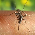 Jerez TV Virus del Nilo