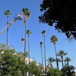 Jerez TV Poda_Palmeras___Alameda_Criatina___01