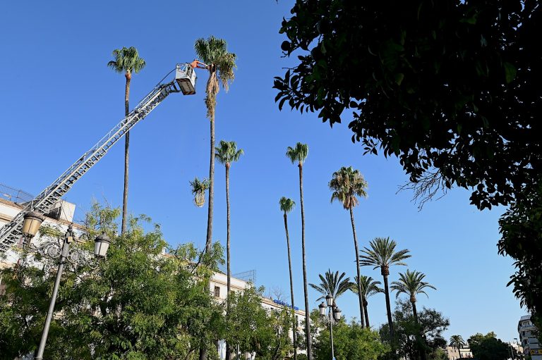 Jerez TV Poda_Palmeras___Alameda_Criatina___01