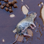 Jerez TV Rata Los Villares