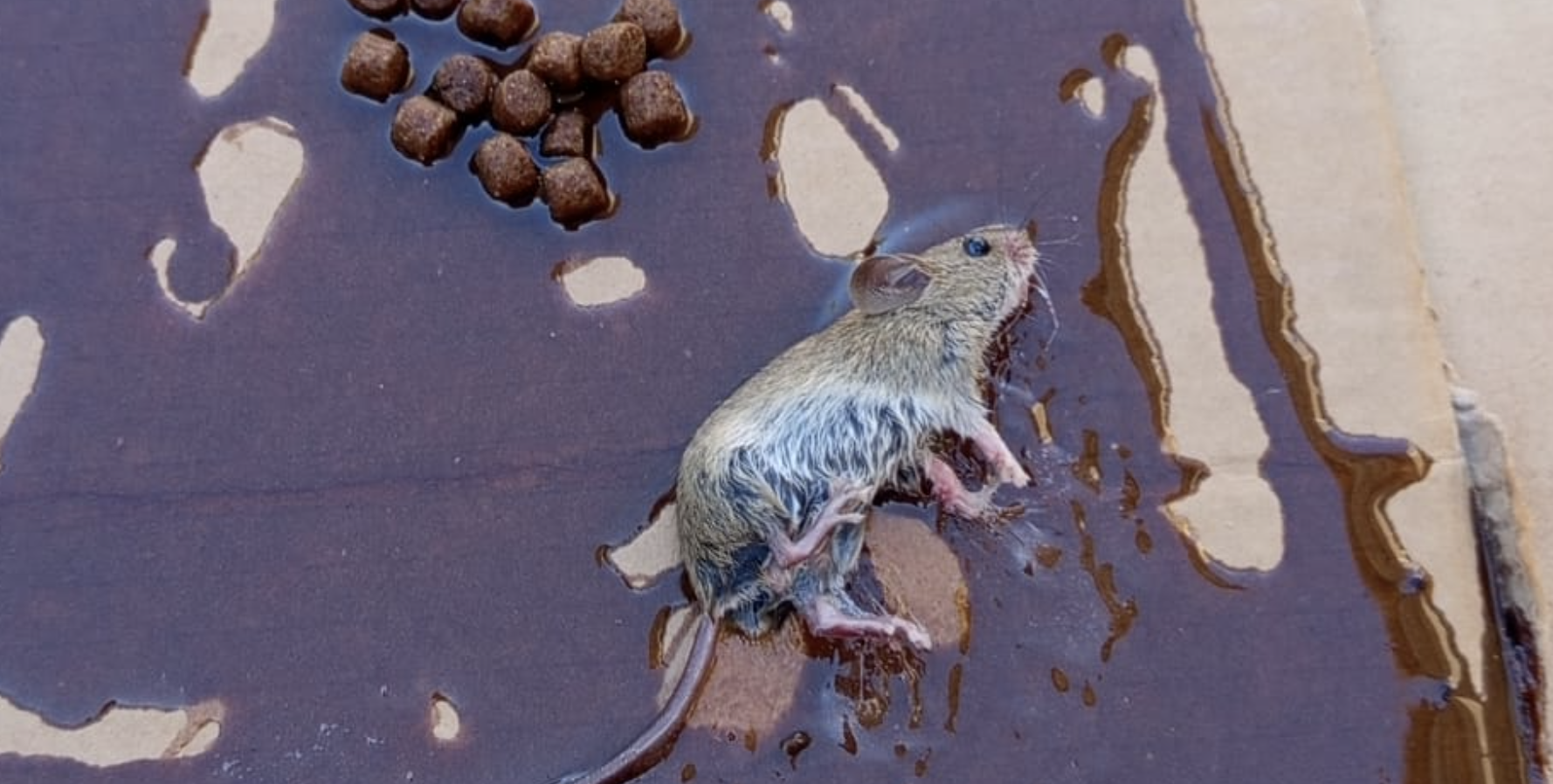 Jerez TV Rata Los Villares