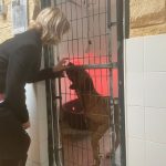 JEREZ TELEVISION Perrera cuidados