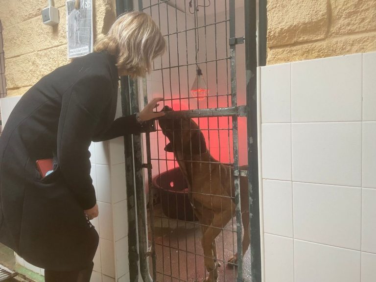 JEREZ TELEVISION Perrera cuidados