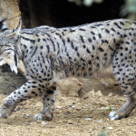 Captura de pantalla 2020-03-26 a las 23.02.47