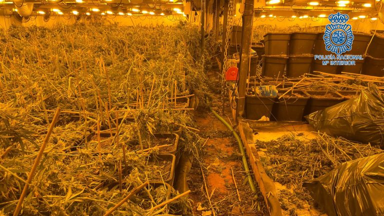 2021-06-28 Jerez Plantación Marihuana (5)