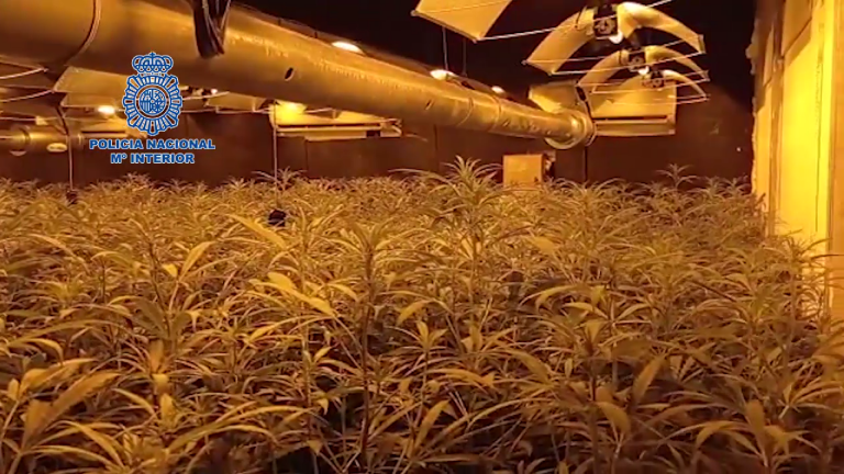 plantación indoor 2 PE Jerez