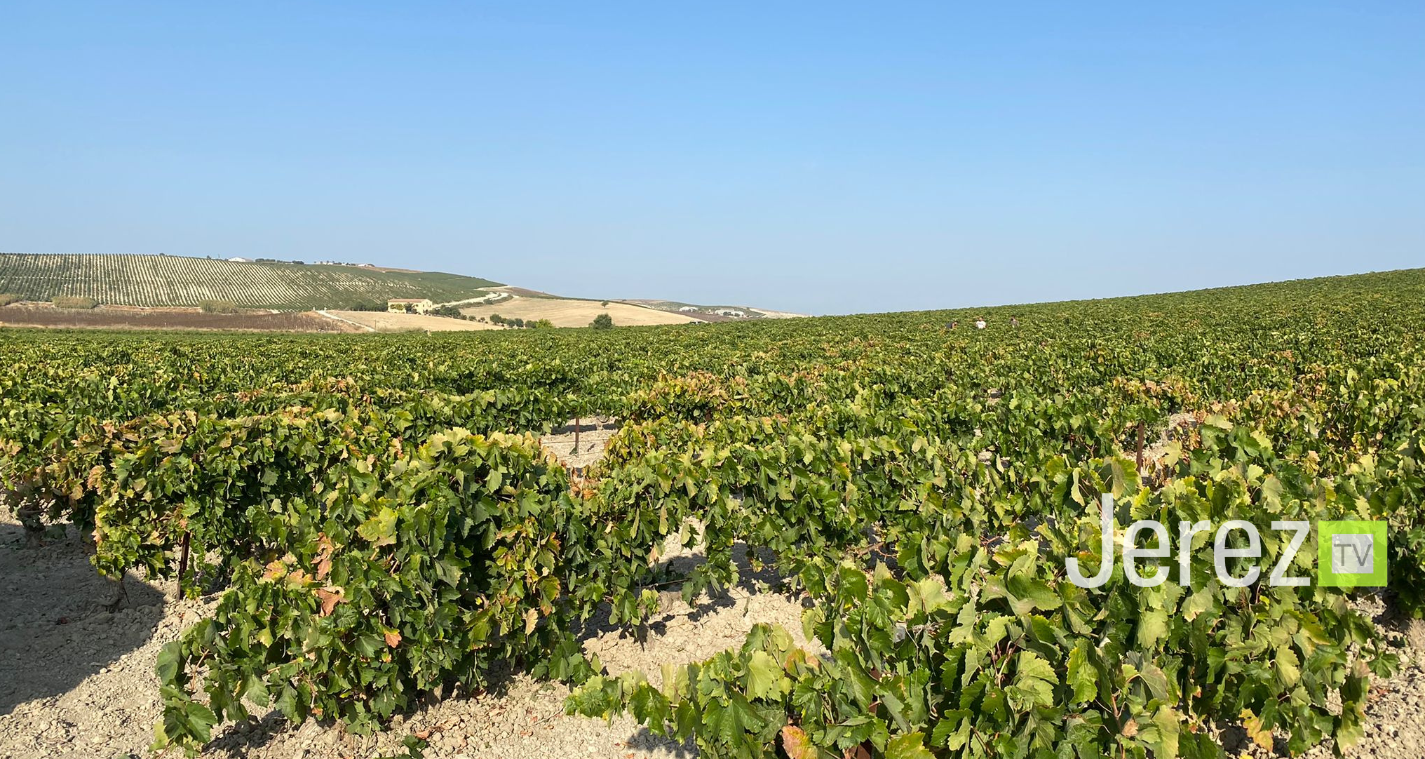vendimia en directo Jerez TV 2021 (2)
