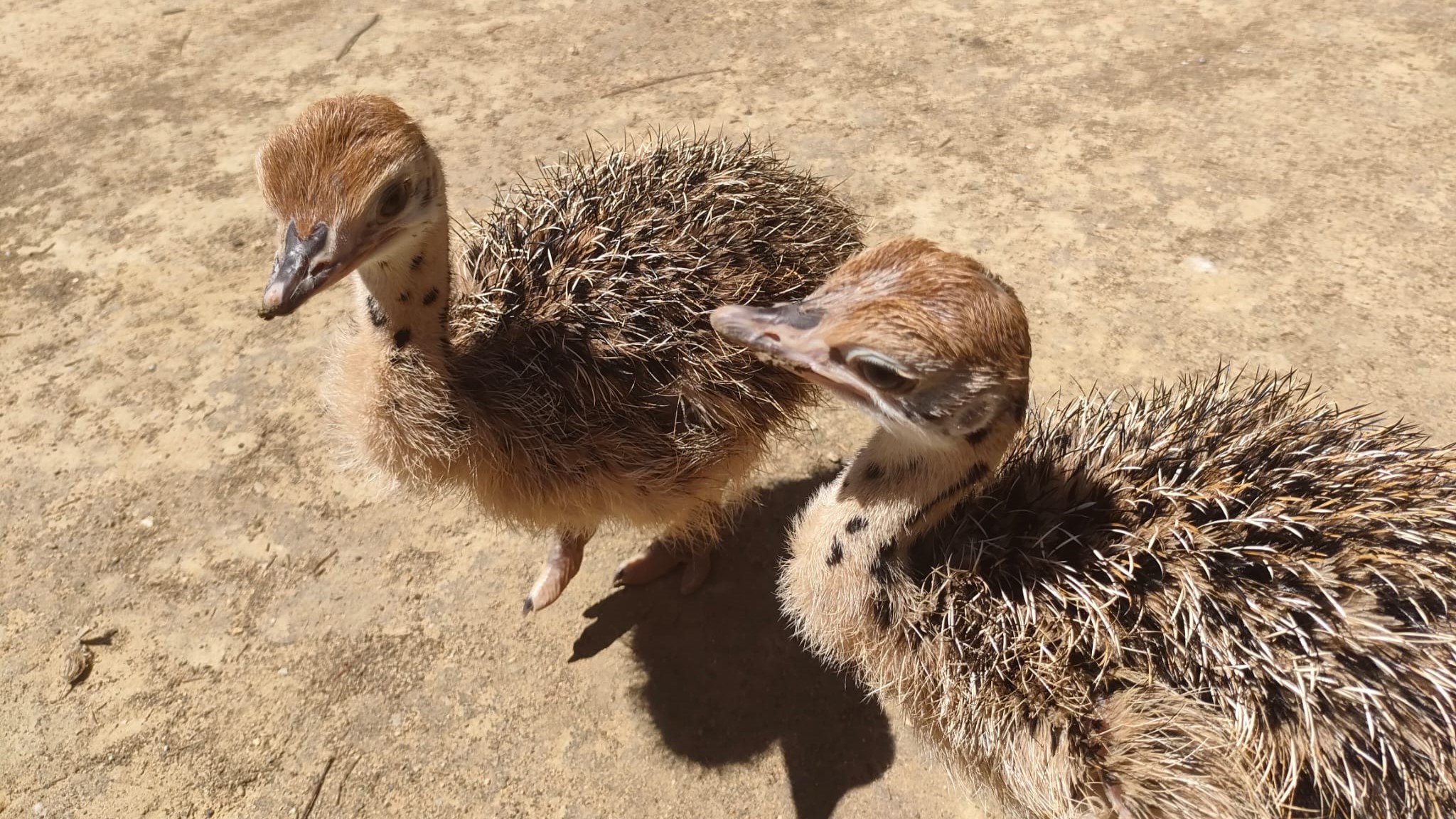 Jerez TV avestruz rojo