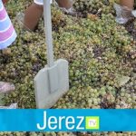 Jerez TV pisa de la uva infantil