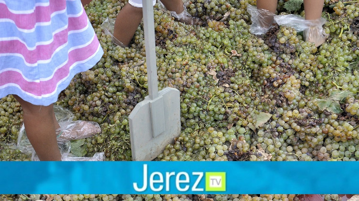 Jerez TV pisa de la uva infantil