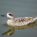 jereztv cerceta pardilla