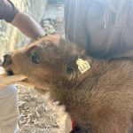 Jerez TV hembra de bisonte1 2024