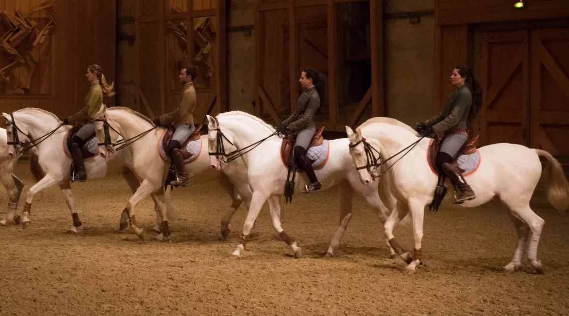 Jerez TV Academia de Versalles