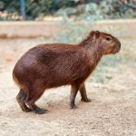 Jerez TV 2025 Zoobotanico de Jerez Capibara