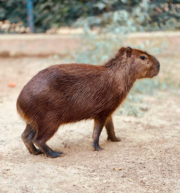 Jerez TV 2025 Zoobotanico de Jerez Capibara