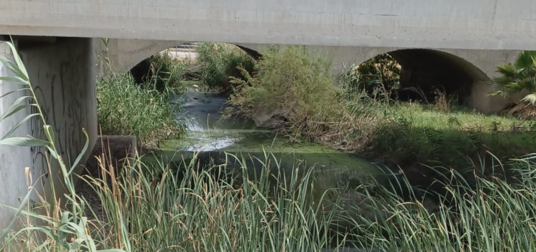 JEREZ TV VIRUS DEL NILO 2025