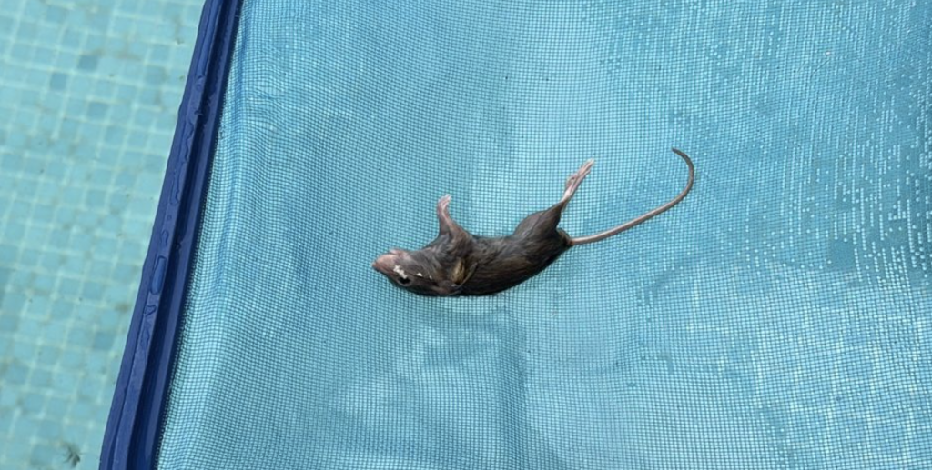 Denuncian que la situación es preocupante.