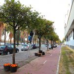 JEREZ TELEVISION Recogida de naranjas 2026