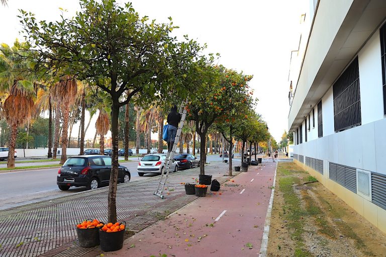 JEREZ TELEVISION Recogida de naranjas 2026