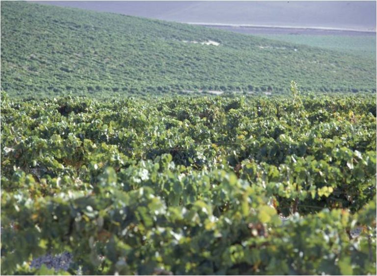 JEREZ TELEVISION Enoturismo para todos integración 2026 portada1