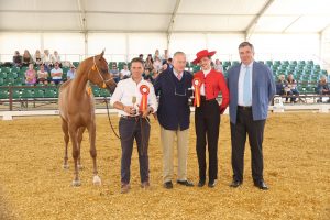 Jerez TV Concurso morfológico Feria del Caballo 2026 portada