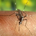 Jerez-TV-Virus-del-Nilo-1024x576