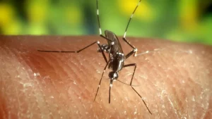 Jerez-TV-Virus-del-Nilo-1024x576