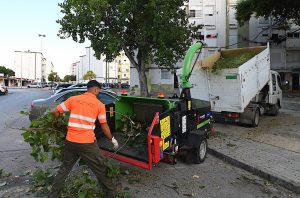JEREZ TV PODA PALMERAS