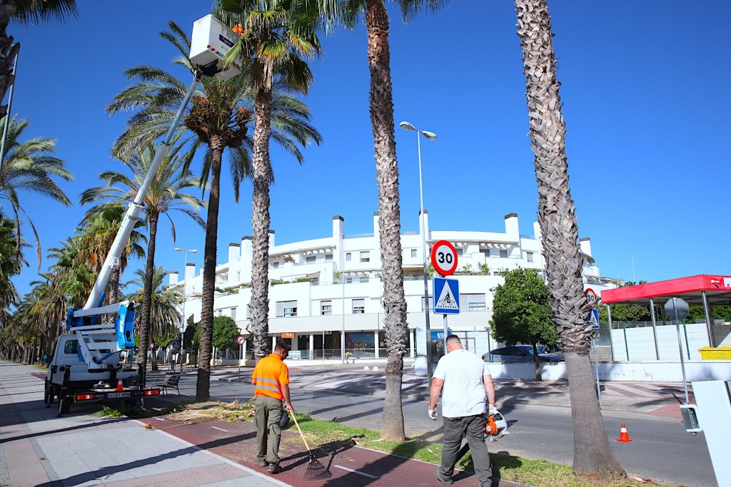 JEREZ TV Poda Palmeras Avenida Andalucia