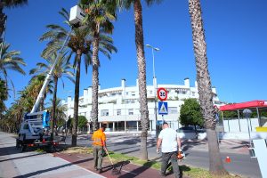 JEREZ TV Poda Palmeras Avenida Andalucia