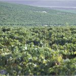JEREZ TV VIÑAS