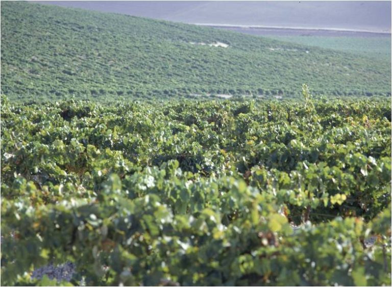 JEREZ TV VIÑAS