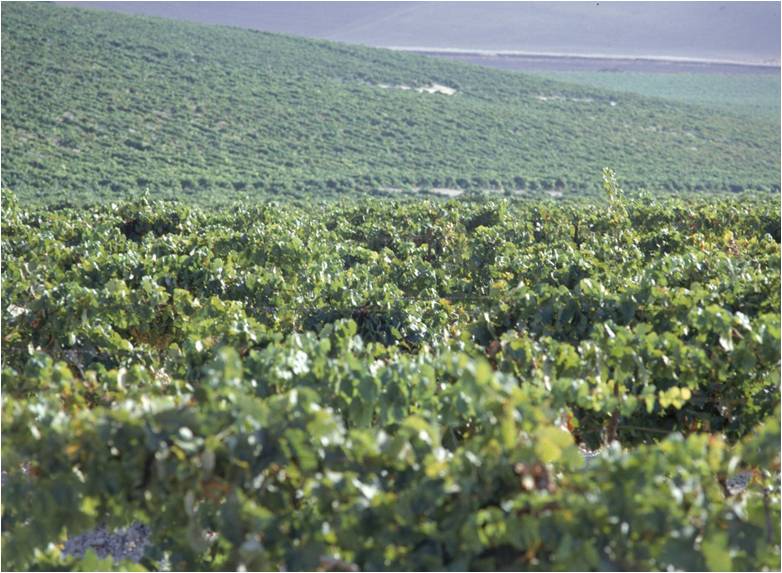 JEREZ TV VIÑAS