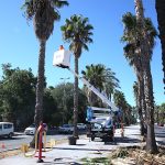 Jerez TV desbroce Avenida Andalucía