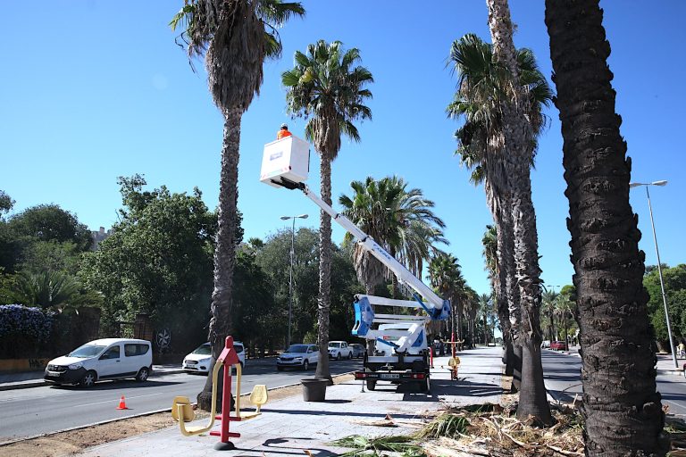 Jerez TV desbroce Avenida Andalucía