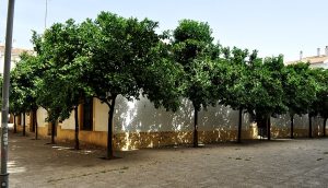 JEREZ TV CALLEJÓN DE LOS BOLOS